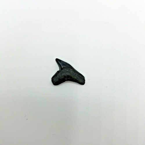 Galeocerdo contortus miocene - contortus,