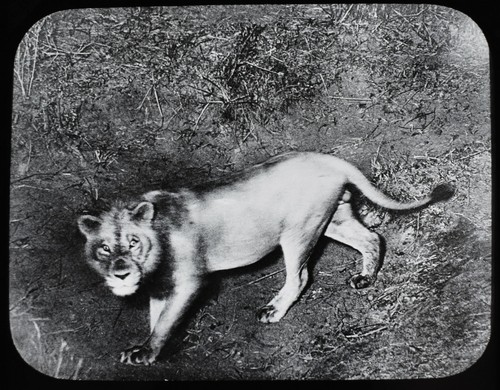 Antique magic lantern slide - antique, a