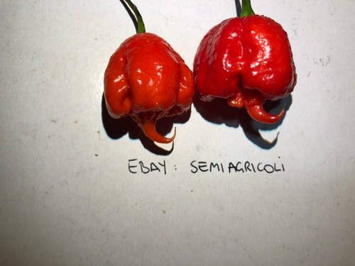Carolina reaper semi - reaper,, 10