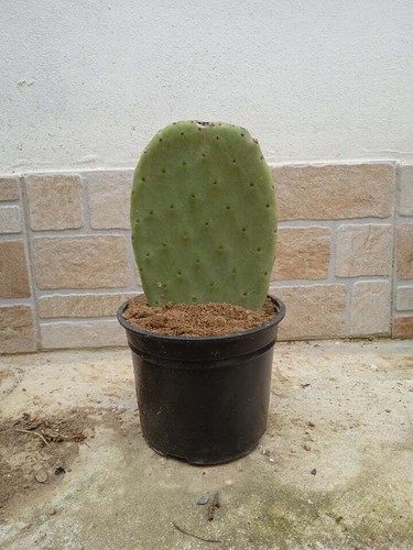 Pianta fico india opuntia - pianta, d'india