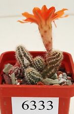 Chamaecereus silvestrii /6333/