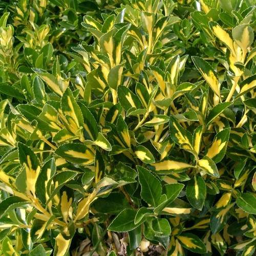 Pianta euonymus livornese - euonymus,
