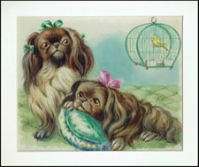 Acquarello Cani Pechinesi XX sec.