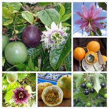 ASSORTIMENTO MARACUJA -