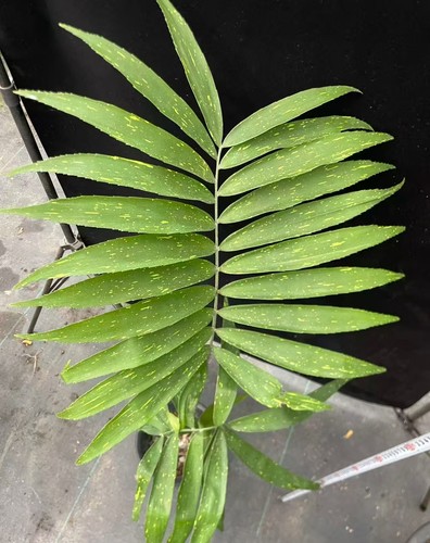Zamia variegata wysiwyg - zamia,