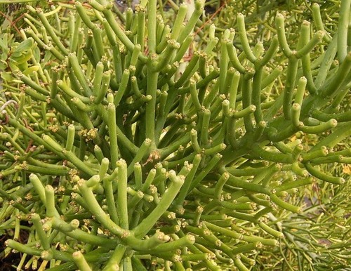Euphorbia tirucalli recién - 10,
