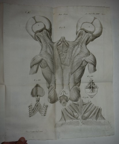 Medicina fig 1815 16 - 1815,
