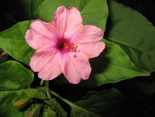 12 graines BELLE DE NUIT ROSE(