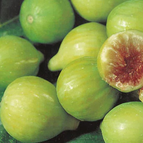 Pianta frutto fico - pianta,