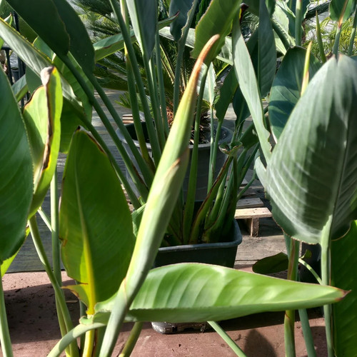 Strelitzia reginae totale - strelitzia, reginae,