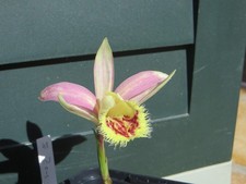 Pleionen orchidee tibetane Zeus pietra di vino dessert sabbie 10 x FS - 2-4