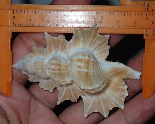 Great huge biplex perca - 76,