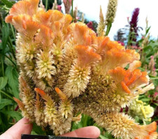 Orange Brain Celosia - 50 semi