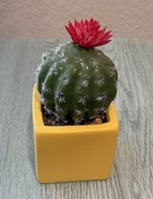 Home Decor - Catto in vaso