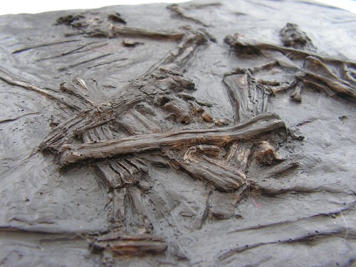 Fossils replica jurassic - fossils,
