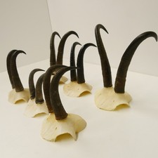6 Pezzi Antlers Camosci