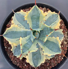 Agave potatorum var gialla