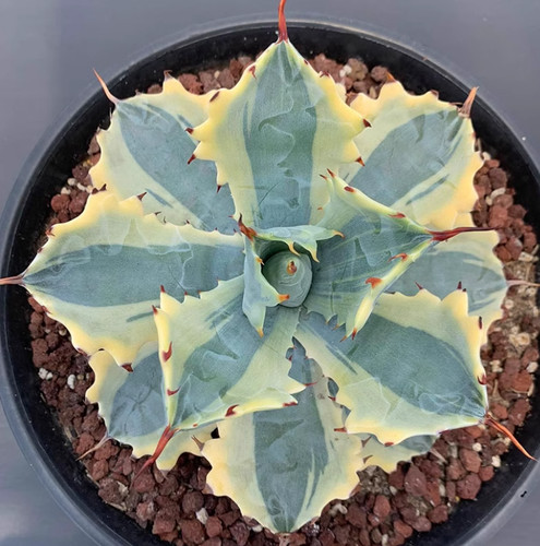 Agave potatorum var - , gialla