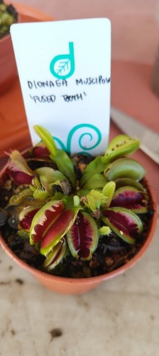 Dionaea muscipula fused - muscipula, tooth