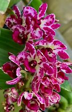 Rhynchostylis gigantea Species 4N NUOVO Top Selection Orchidea Orchidea Vanda