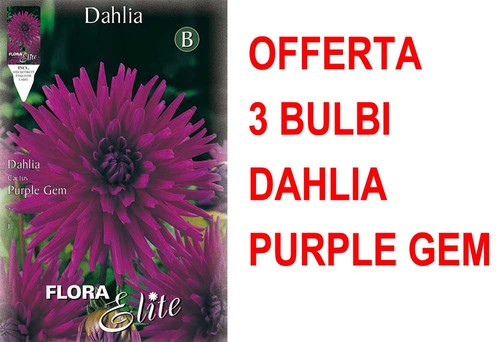 Offerta bulbi dahlia - bulbi,