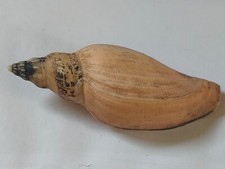 Conchiglia Shell Voluta FULGORARIA FORMOSANA  mm 80  Taiwan