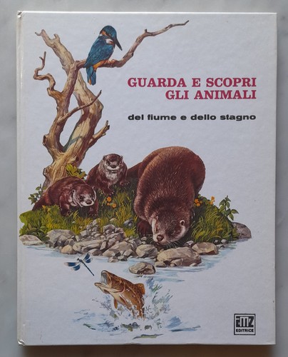Editrice amz guarda - amz, e