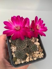 Sulcorebutia rauschii f. violacidermis (Bolivia) Vaso 7 Cm Fiore Viola/fucsia