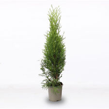 Tuia smeraldo "Thuja