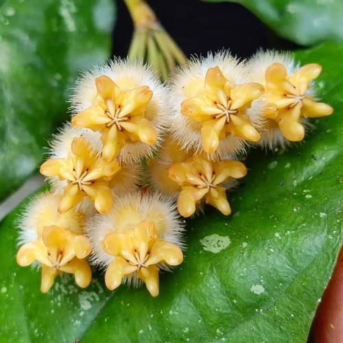 Hoya lasiantha fioritura - lasiantha, –