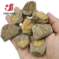 1pz Trilobite fossile