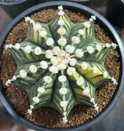 Gymnocalycium stenopleurum