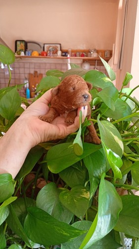 Cuccioli barboncino toy - cuccioli,