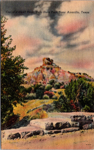 Vintage postcard camel head - camel's,