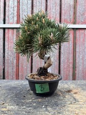 Bonsai pino nero - Pinus