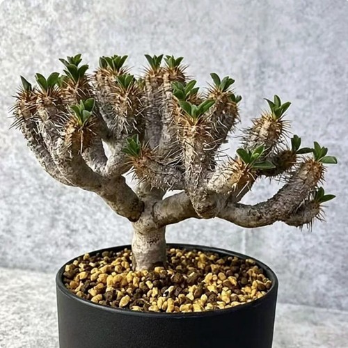 Euphorbia cactus pianta - cactus,