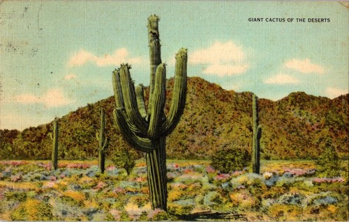1940 cartolina gigante cactus - gigante,