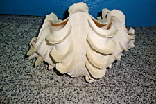 TRIDACNA SQUAMOSA GIGANTA KG 2,44   26X16