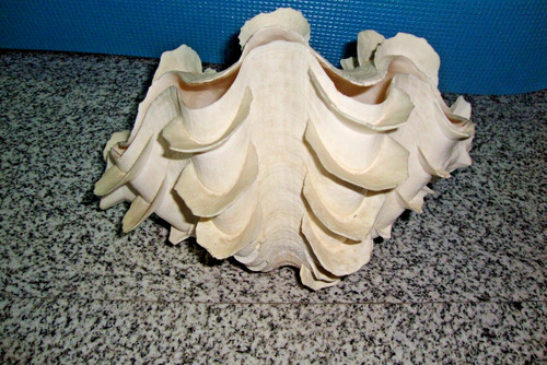 Tridacna squamosa giganta - tridacna, kg