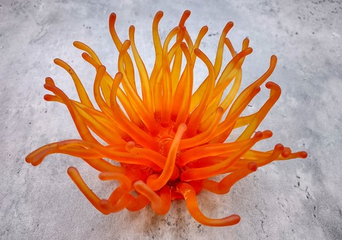 Anemone faux arancione - anemone, (1