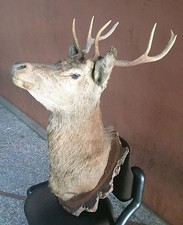 Testa trofeo cervo imbalsamato