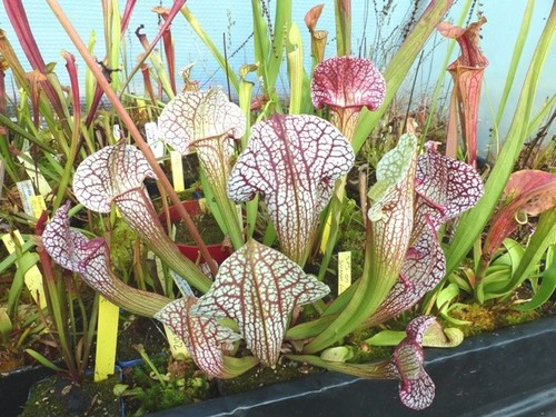 Sarracenia hybride - sarracenia,