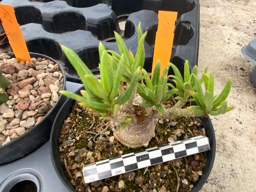 130 pachypodium bispinosum - pachypodium,