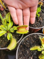 VFT Venus flytrap / Dionaea