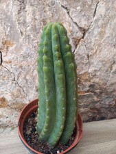 Pachanoi, San🌵Pedro 30 CMS