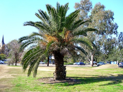 Phoenix canariensis hardy - phoenix,