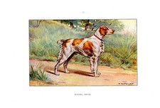 Cane caccia épagneul - cane, caccia...Épagneul