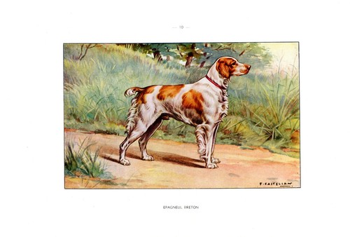 Cane caccia épagneul - da, caccia...Épagneul