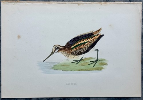 Jack snipe antica litografia - antica,