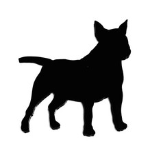 Inglese Bull Terrier 2 Cane
